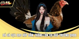 Đá gà cựa dao