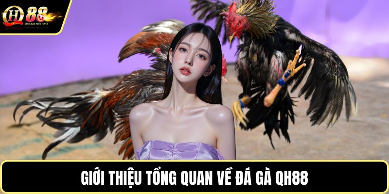Giới thiệu tổng quan về đá gà QH88