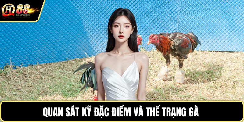 Quan sát kỹ đặc điểm và thể trạng gà 