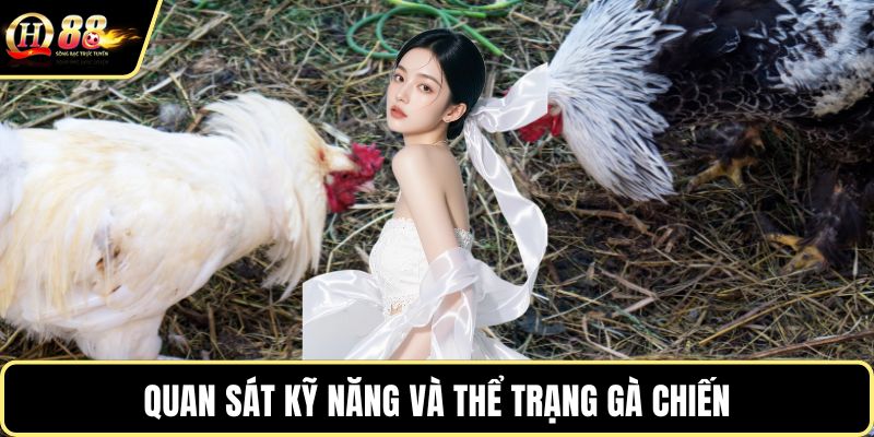 Quan sát kỹ năng và thể trạng gà chiến