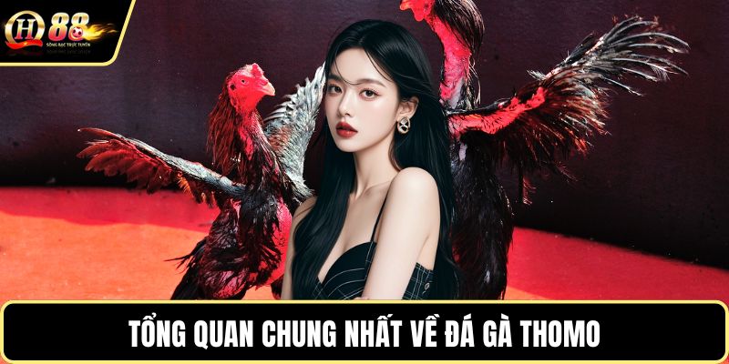 Tổng quan chung nhất về đá gà Thomo